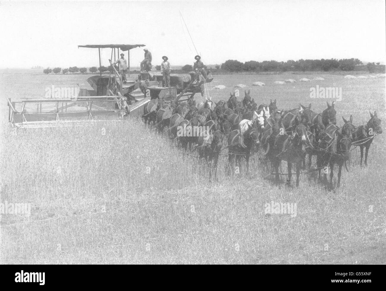 Agricoltura: raccogliendo e macchina di legame. Macchina mietitrebbiatrice tirato da cavalli, 1907 Foto Stock