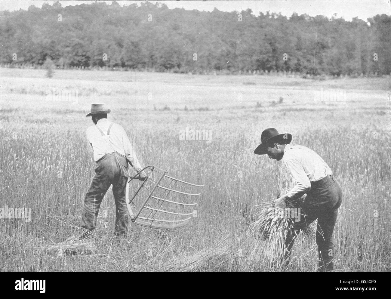 Agricoltura: il vecchio modo di taglio e il legame di grano, antica stampa 1907 Foto Stock