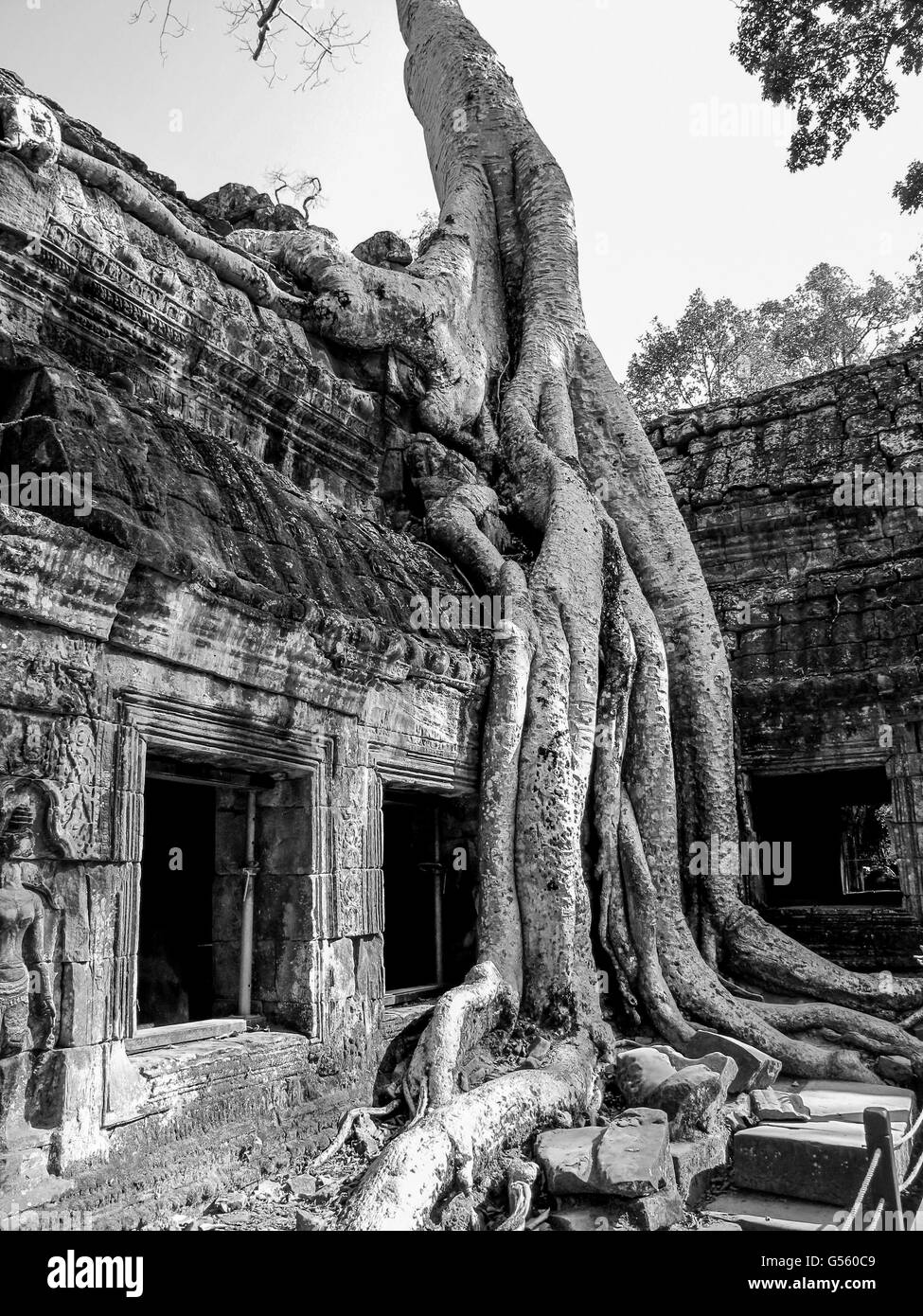 Ta Prohm tempio di Angkor Wat, Cambogia Foto Stock