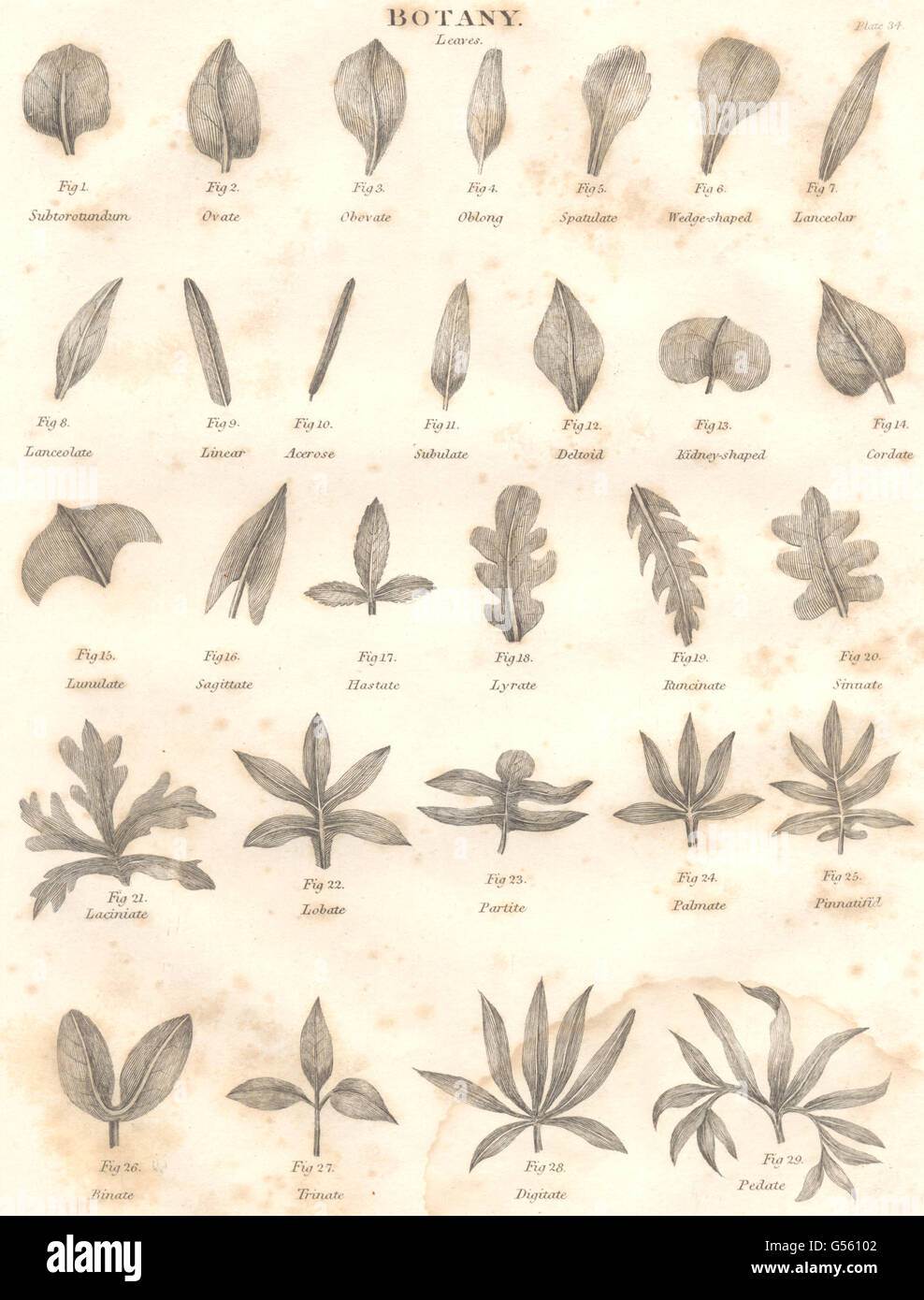 Botanica: forme di lamina. Lascia I. (Oxford enciclopedia), antica stampa 1830 Foto Stock