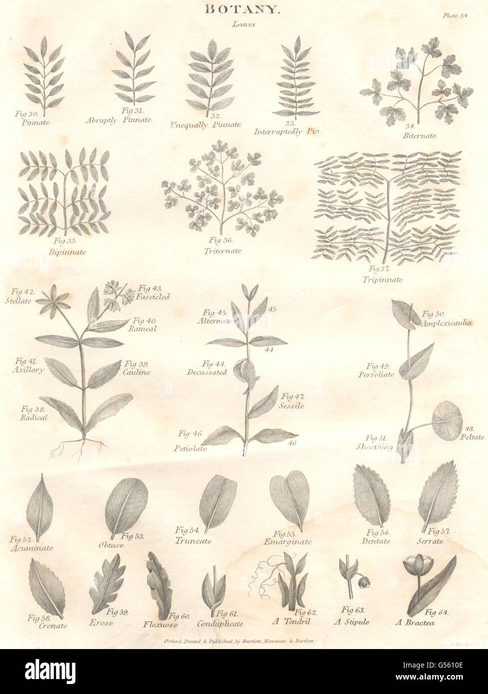 Botanica: forme di lamina. Lascia II. (Oxford enciclopedia), antica stampa 1830 Foto Stock
