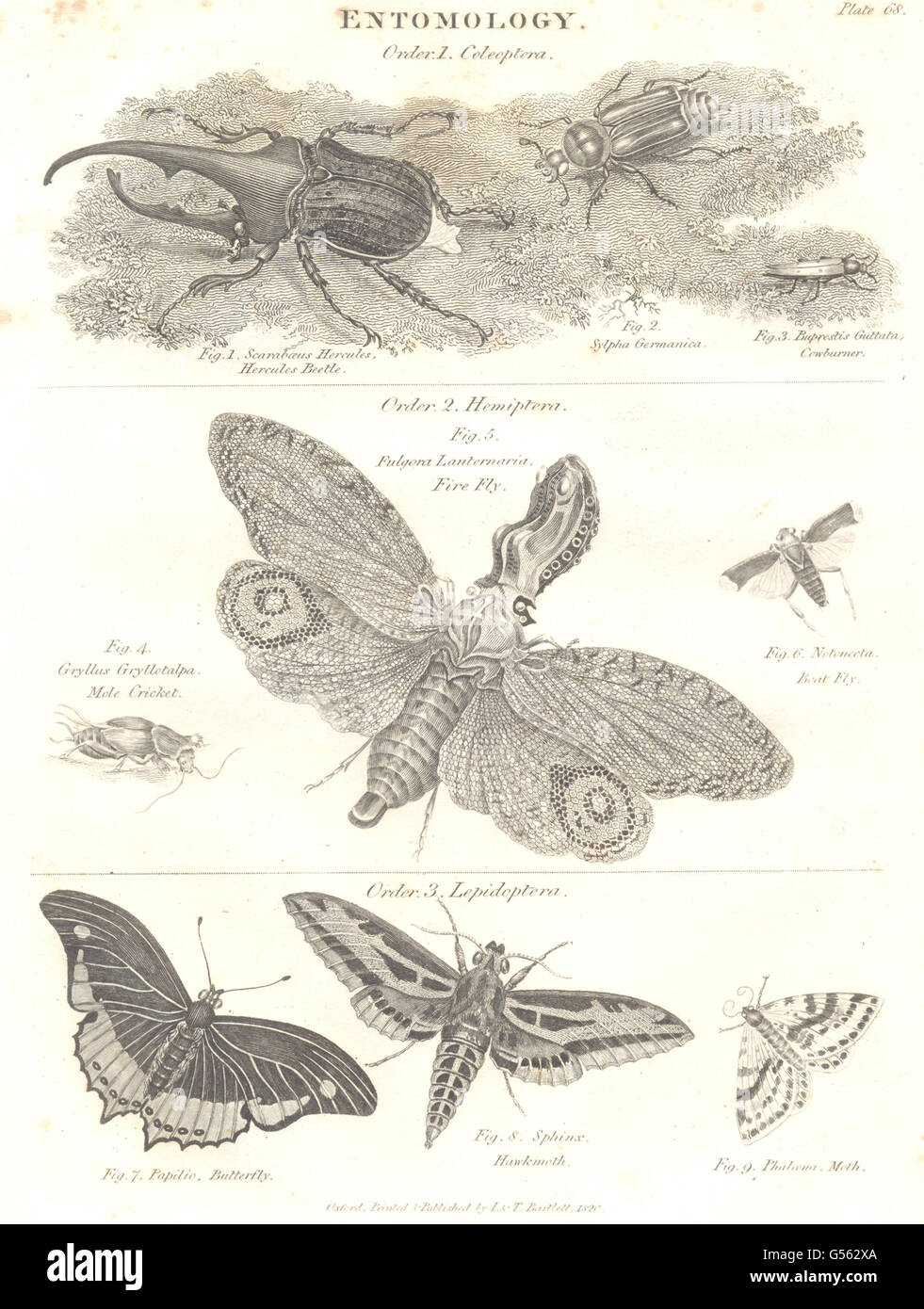 Entomologia: Hercules Beetle; Fire fly; Butterfly; Hawkmoth; Moth; Cricket, 1830 Foto Stock