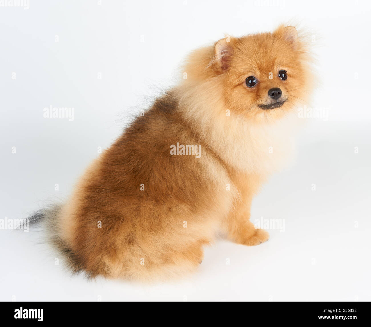 Uno rosso di Pomerania spitz siede su sfondo bianco Foto Stock