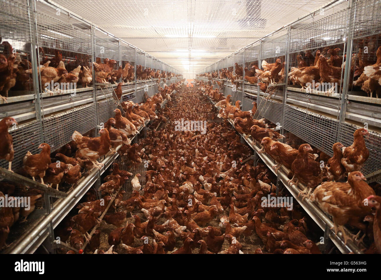 Le pollastre su un intervallo libero in fattoria, Inghilterra, Regno Unito. Foto Stock