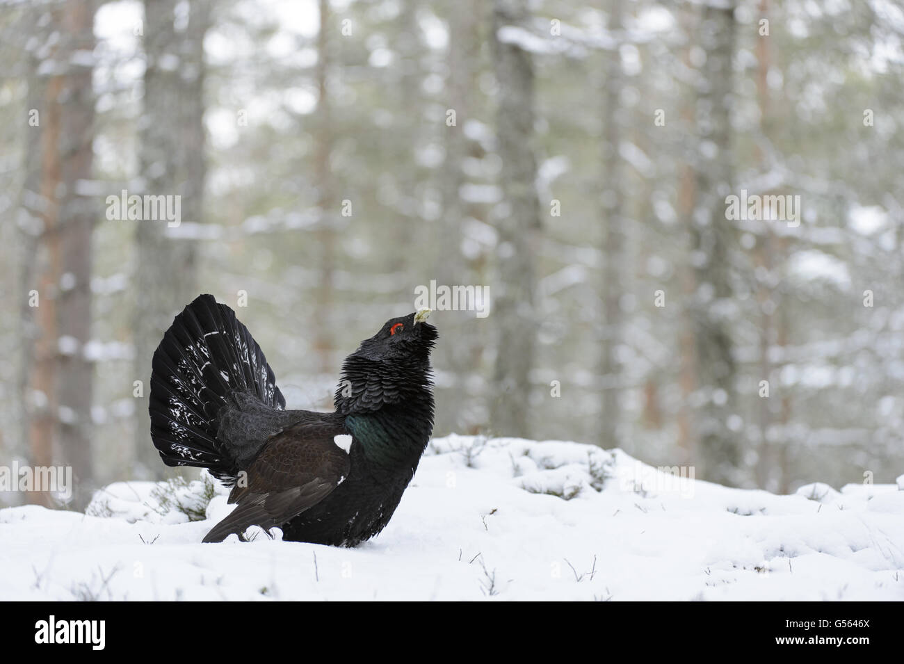 Western gallo cedrone (Tetrao urogallus urogallus) maschio adulto, visualizzazione sulla neve nella foresta di conifere, Alvie station wagon, Cairngorms Foto Stock