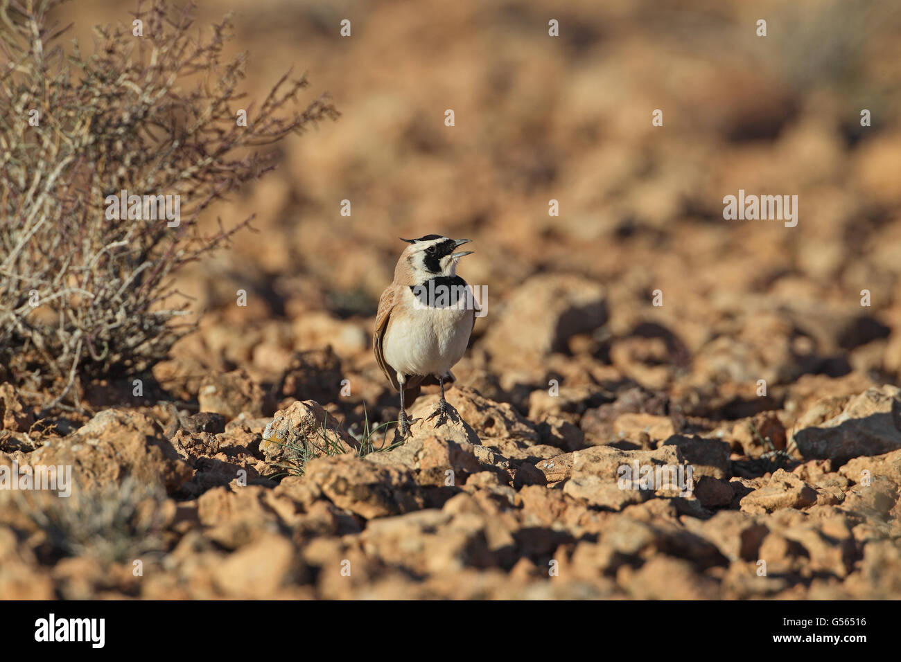 Di Temminck cornuto Lark (Eremophila bilopha) maschio adulto, cantando in piedi sulla terra asciutta, Tagdilt Track, Marocco, Marzo Foto Stock Di Temminck cornuto Lark (Eremophila bilopha) maschio adulto, cantando in piedi sulla terra asciutta, Tagdilt Track, Marocco, Marzo Foto Stock