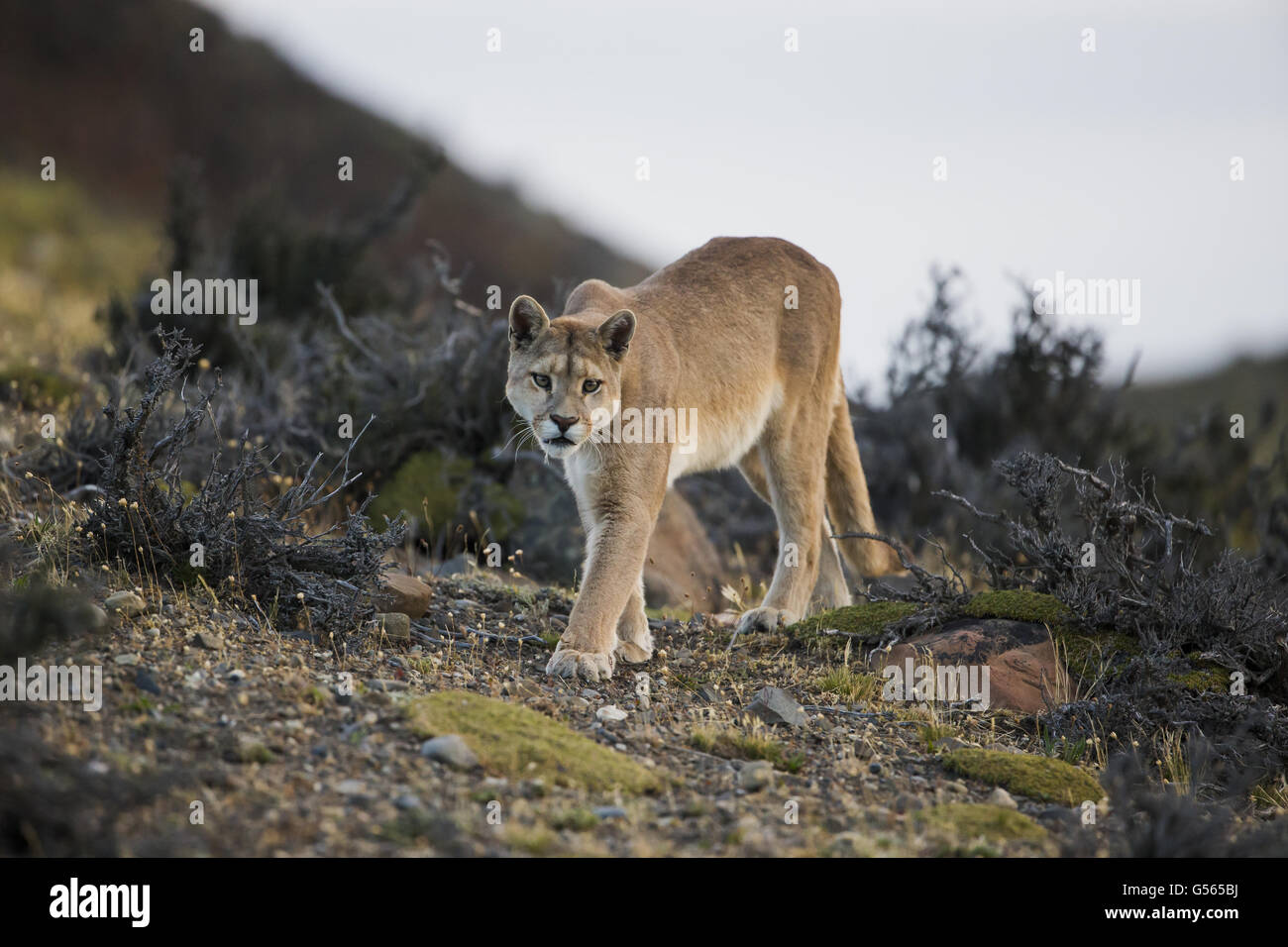 Puma (Puma concolor puma) adulto, passeggiate, Torres del Paine N.P., Patagonia meridionale, Cile, Marzo Foto Stock