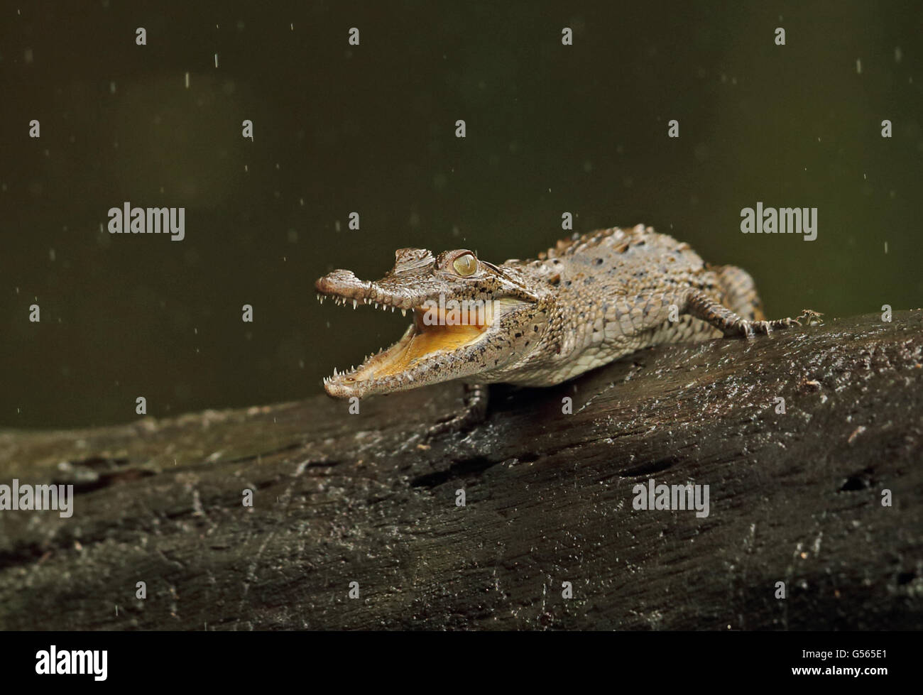 Coccodrillo americano (Crocodylus acutus) capretti, con la bocca aperta, appoggiata sul log durante le precipitazioni, Cuero y Salado, Honduras, Febbraio Foto Stock