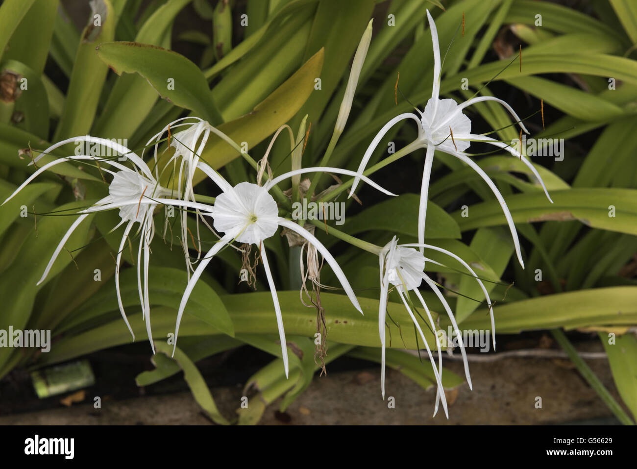 Daffodil peruviana o spiaggia spider lily, Hymenocallis littoralis, fioriti pianta bulbosa, Bangkok, Thailandia, Gennaio Foto Stock