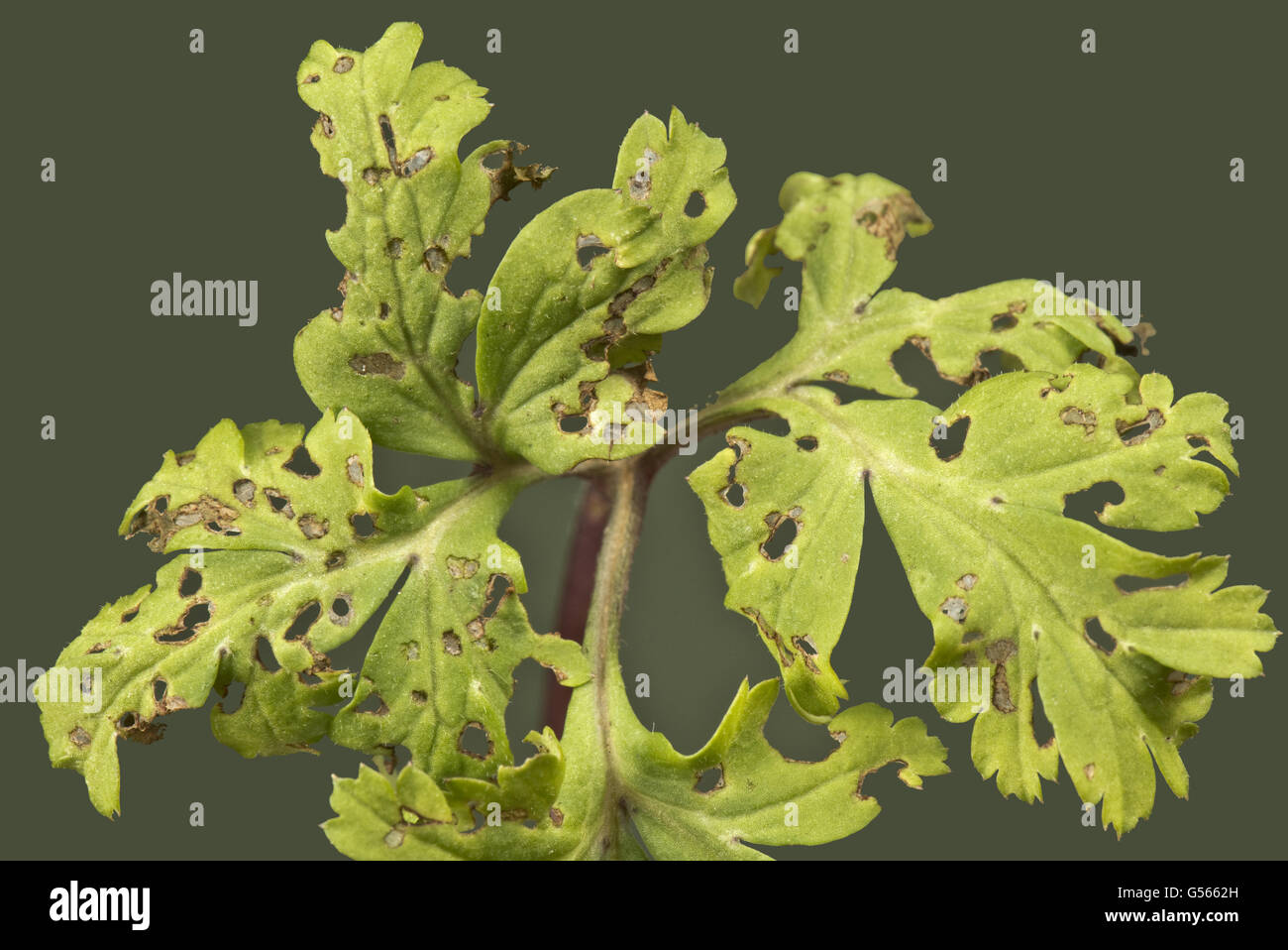 Flea beetle danneggiare i fori sulle foglie di anemone coronaria, un perenne giardino ornamentale, Berkshire, Inghilterra, Febbraio Foto Stock