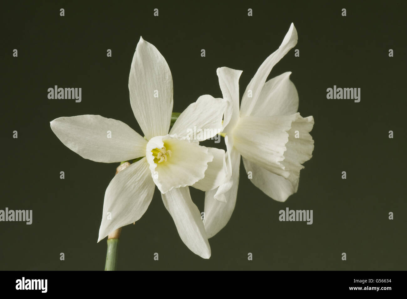 Narcissus 'Thalia', bianco triandrus daffodil con due o tre fiori su ogni stelo, Inghilterra, Marzo Foto Stock