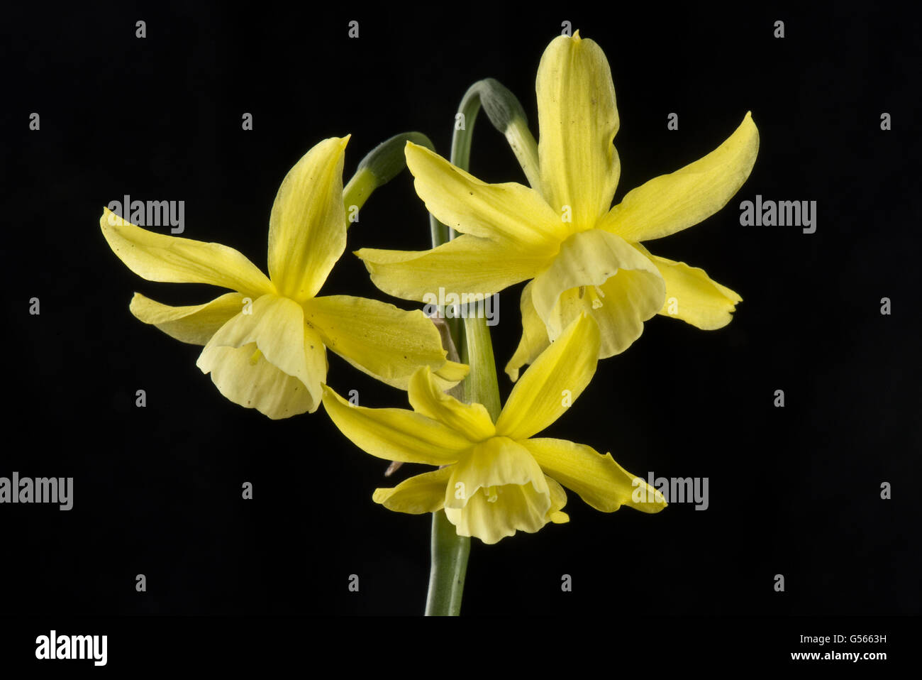 Narcissus 'Hawera', dwarf daffodil con diversi annuire pallido giallo pallido fiori, Aprile Foto Stock