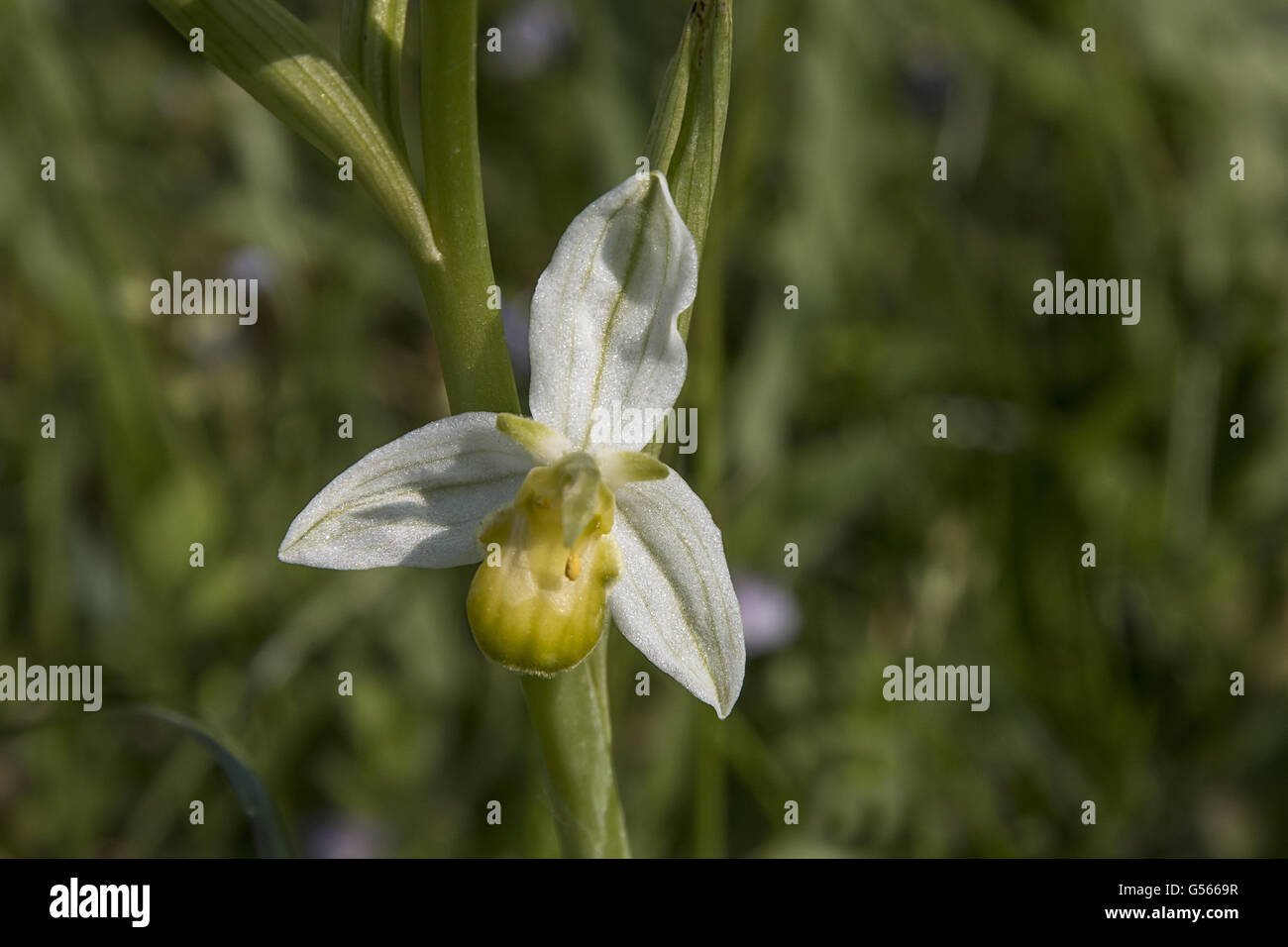 White Bee Orchid Ophrys apifera varietà chlorantha totalmente priva di qualsiasi colorazione antocianica. Pagine Verdi Suffolk, Giugno 2016 Foto Stock