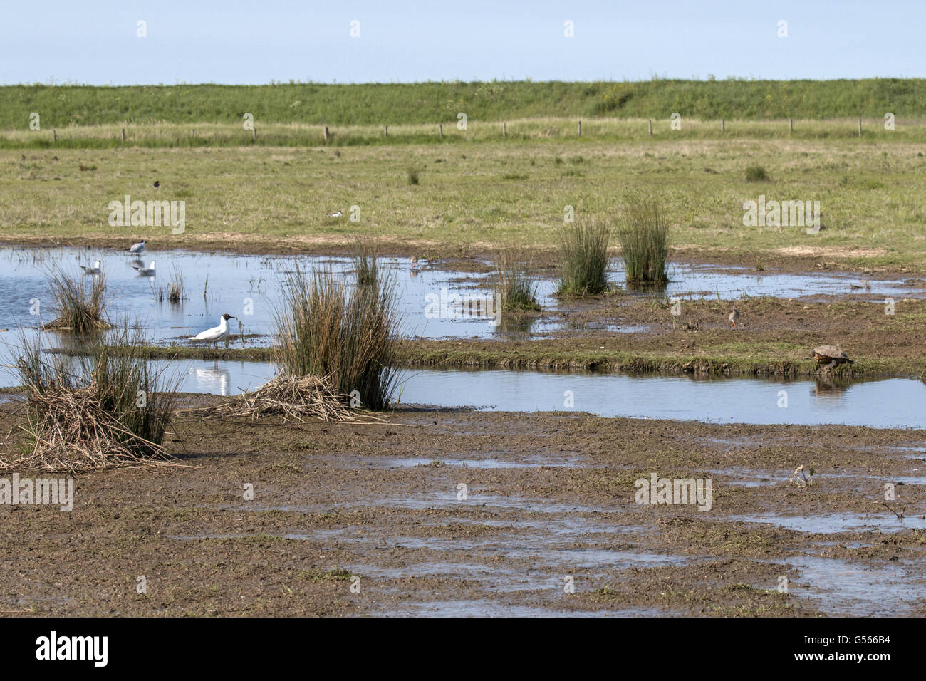 Deepdale Marsh, Norfolk. A testa nera Gabbiani, Terrapin e Redshank. Foto Stock