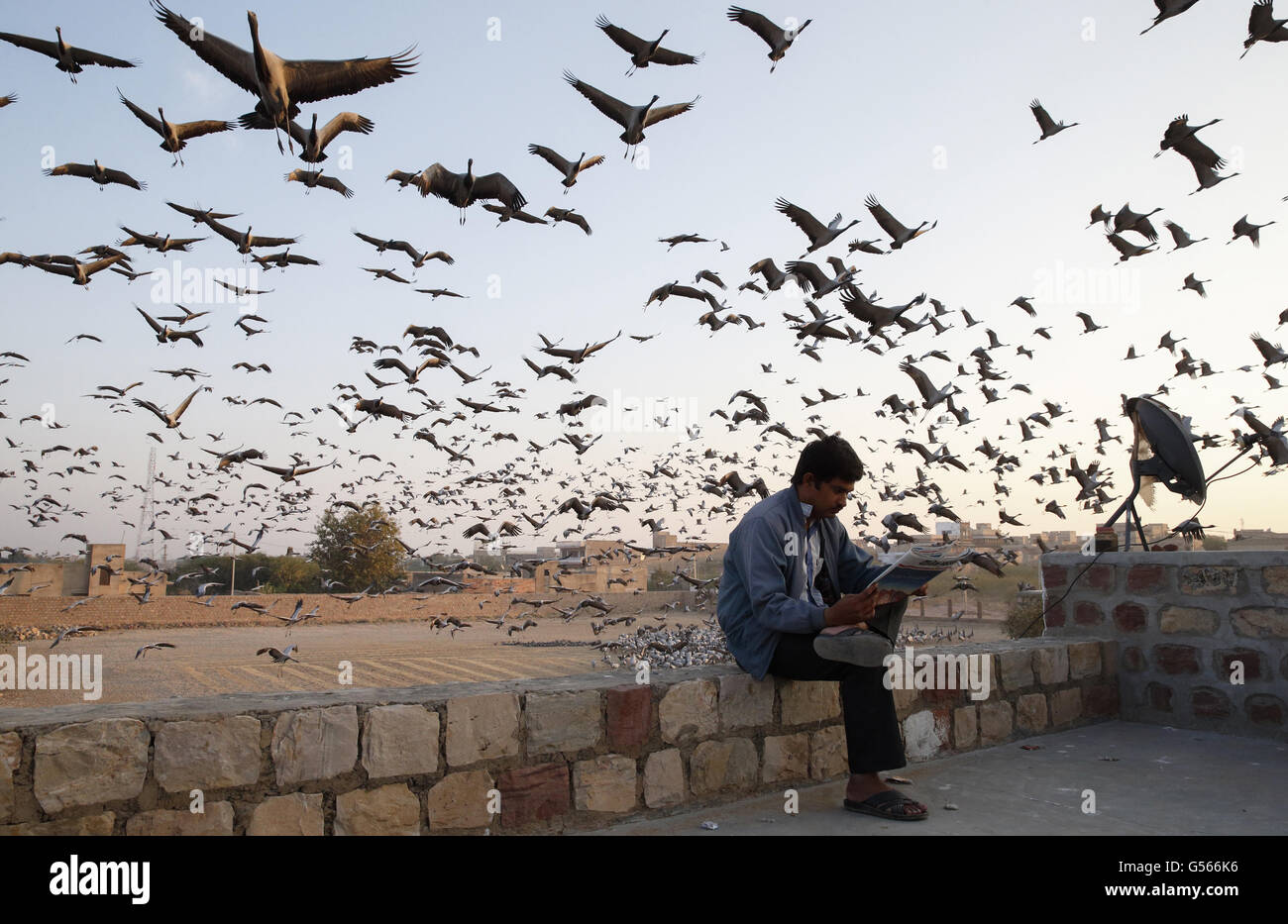 Demoiselle gru (Anthropoides virgo) gregge, in volo, tenendo fuori dalla zona di alimentazione, con l'uomo leggendo il giornale, Khichan, Jodhpur District, il Deserto di Thar, Rajasthan, India, Febbraio Foto Stock