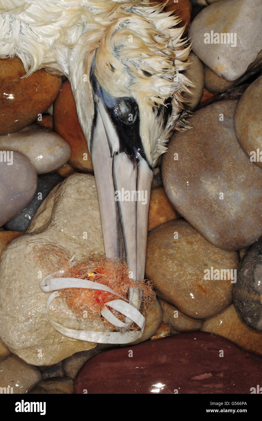 Northern Gannet (Morus bassanus) adulta morta, close-up di testa con becco impigliato nella stringa del palloncino e monofilamento linea di pesca, lavato fino sulla spiaggia strandline, Chesil Beach, Dorset, Inghilterra, Novembre Foto Stock Northern Gannet (Morus bassanus) adulta morta, close-up di testa con becco impigliato nella stringa del palloncino e monofilamento linea di pesca, lavato fino sulla spiaggia strandline, Chesil Beach, Dorset, Inghilterra, Novembre Foto Stock