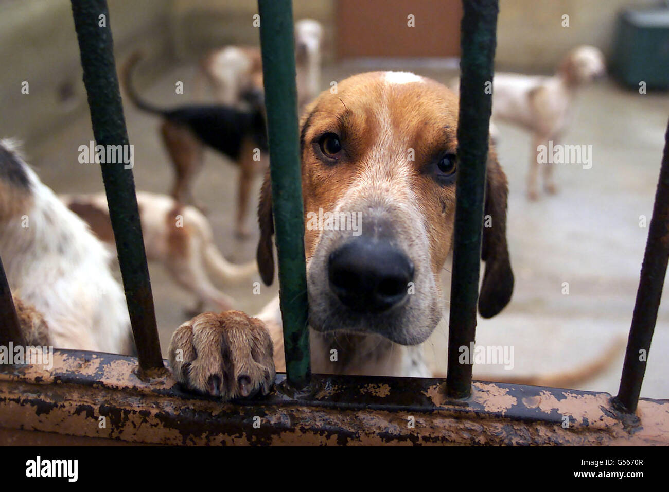 Portman caccia stagione inizia Foto Stock