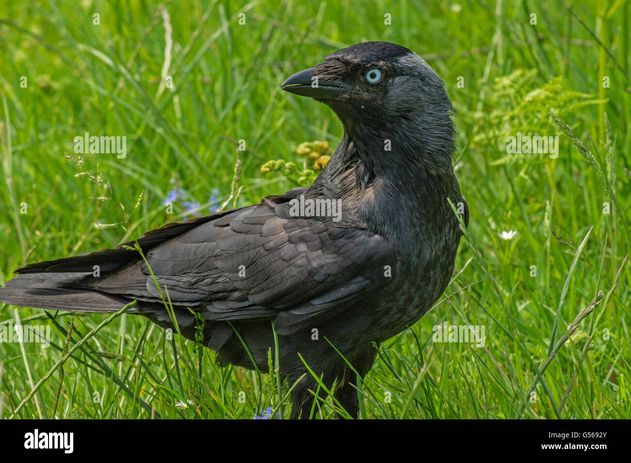 Beady eyed cornacchia di guardare fuori per più scarti di picnic. Foto Stock