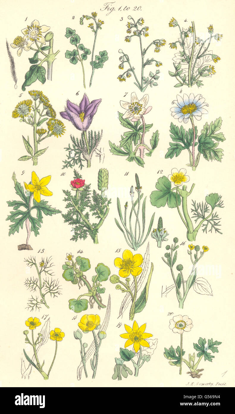 Fiori Selvatici: "Pasque Anemone Spearwort Crowfoot Celandine Pilewort. SOWERBY 1890 Foto Stock