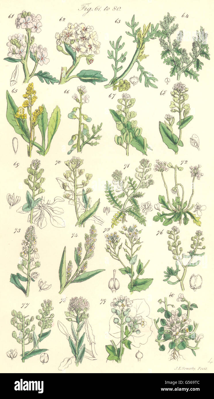 Fiori Selvatici:Rocket Kale Cress guado pastore portamonete Candy ciuffo Wort.SOWERBY, 1890 Foto Stock