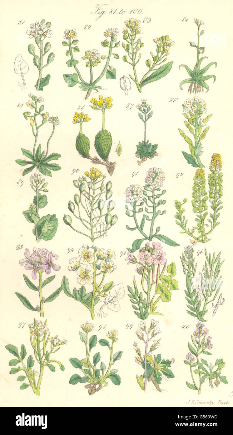 Fiori Selvatici:l'erba;il rafano;Awl-Wort;Draba;Alyssum;Madwort;Cress.SOWERBY 1890 Foto Stock