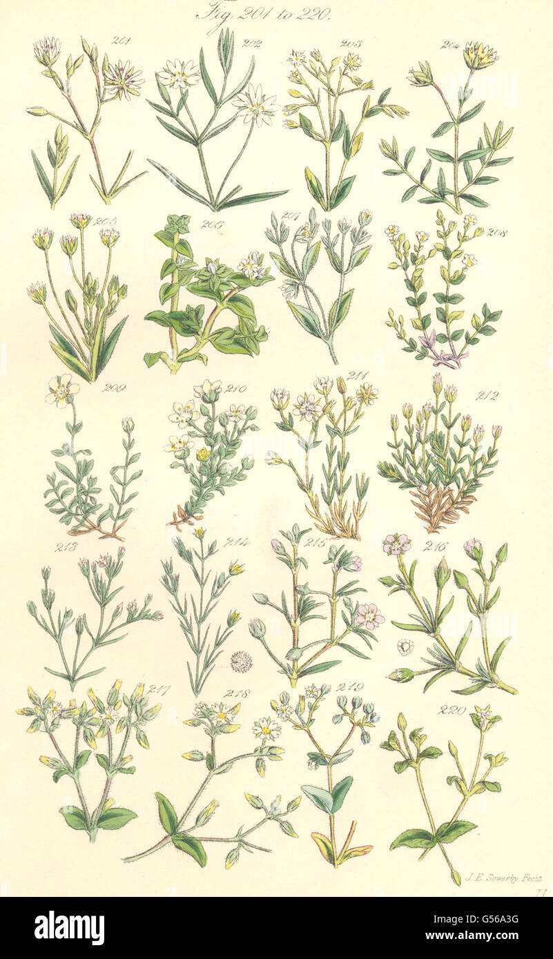 Sabbia-MOSTO: Marsh Plantain-Fine alpino-Timo-lasciava orlata dalla Norvegia. SOWERBY 1890 Foto Stock