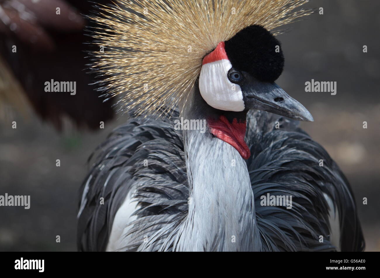 Gru incappucciati vicino la visualizzazione di piume colorate Foto Stock