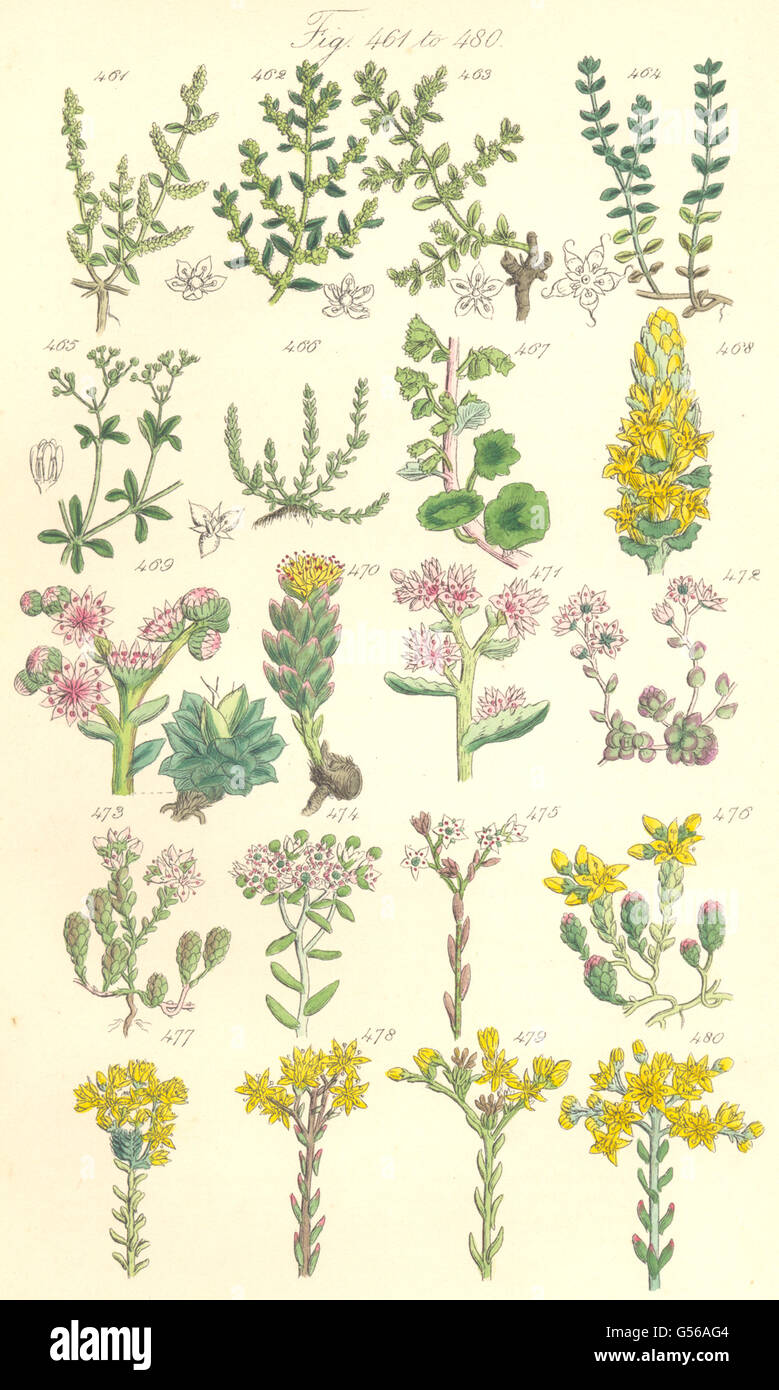 Fiori Selvatici:Rottura-wort Penny-wort Semprevivo Rose-Stonecrop root.SOWERBY, 1890 Foto Stock
