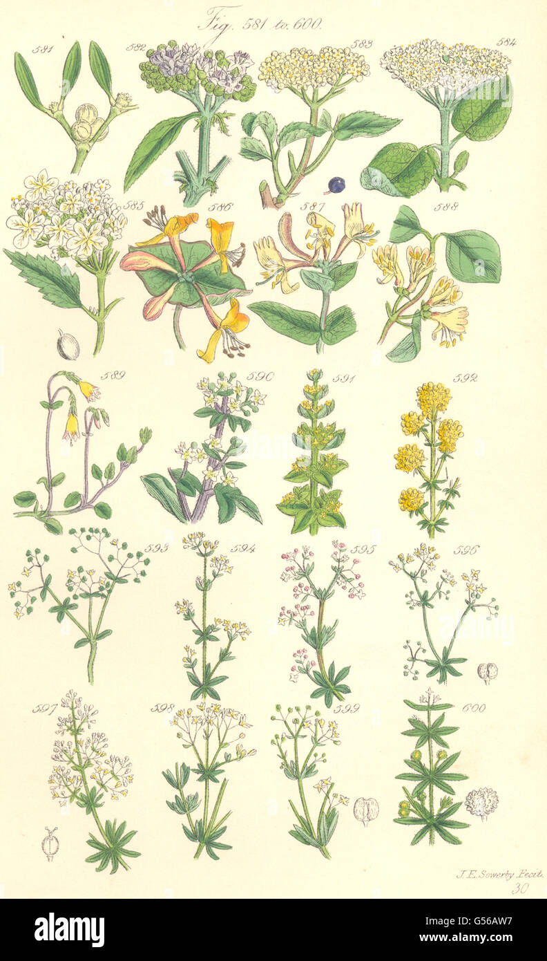 Fiori Selvatici: Vischio Sambuco viburno Caprifoglio Robbia Bed-paglia. SOWERBY 1890 Foto Stock