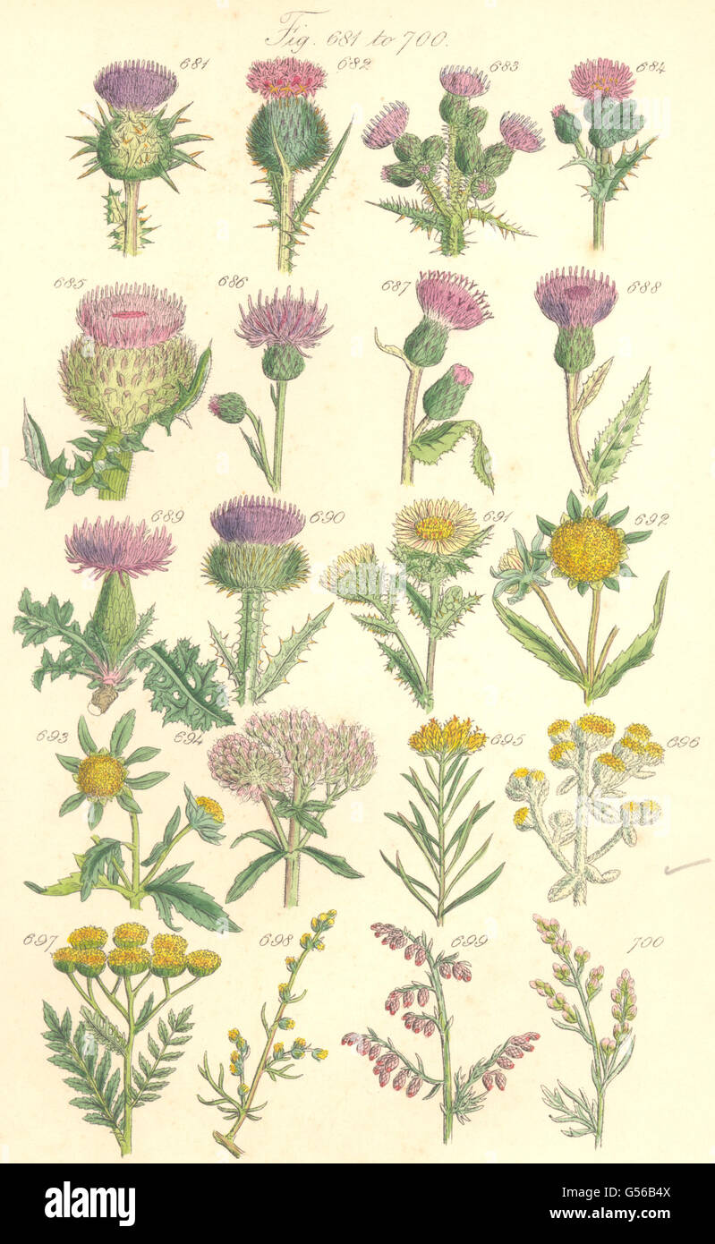 Cardi: latte lancia Marsh Cmn lanosi punte in cotone pennacchio Carline. SOWERBY, 1890 Foto Stock