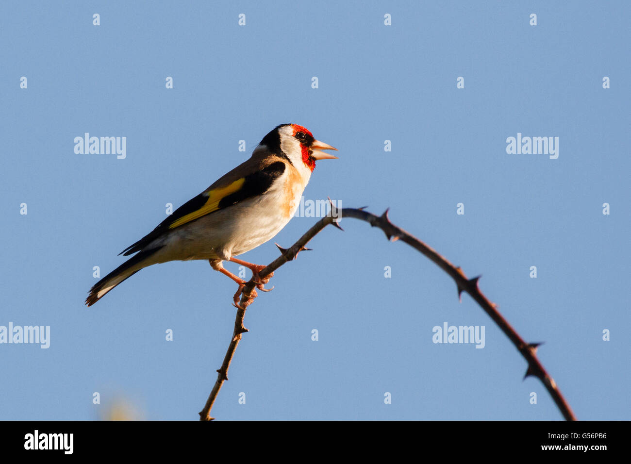 Il 21 giugno 2016. Regno Unito meteo.un cardellino canta da un rosaio di sera il sole in East Sussex, UK Credit: Ed Brown/Alamy Live News Foto Stock
