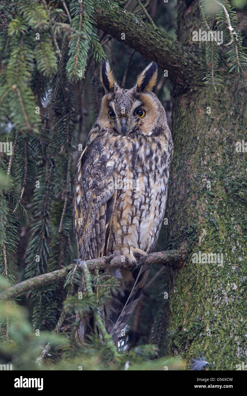 Gufo comune (Asio otus otus) adulto, sono ' appollaiati in albero sempreverde, Turkeve, Ungheria, Febbraio Foto Stock