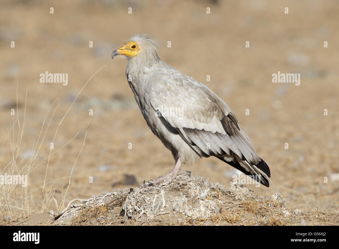 Avvoltoio Capovaccaio (Neophron percnopterus ginginianus) sub-adulto, in piedi sul tumulo Bikaner, deserto di Thar, Rajasthan, India, Febbraio Foto Stock