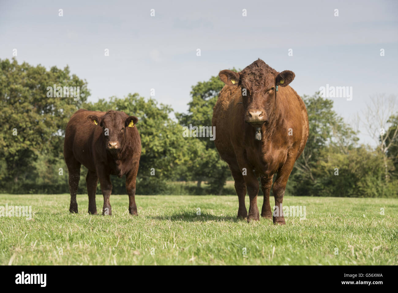 Bovini domestici, rosso rubino Devon vacca e vitello in piedi di pascolo, Cheshire, Inghilterra, Settembre Foto Stock