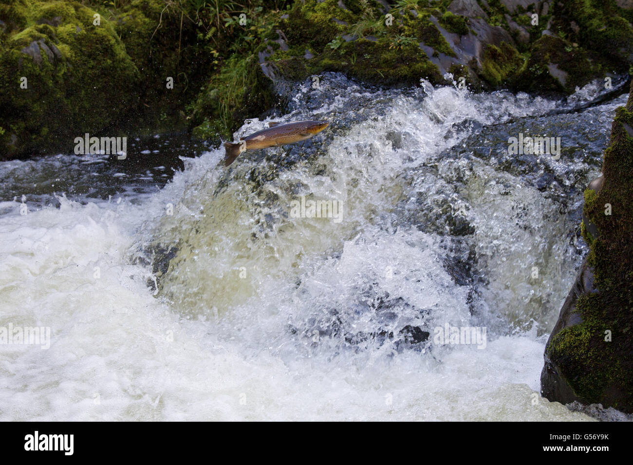 Trota di mare (Salmo trutta trutta) adulto, saltando fino alla cascata, spostando a monte di vivaio, Fiume Whiteadder, Berwickshire, Scottish Borders, Scozia, Ottobre Foto Stock