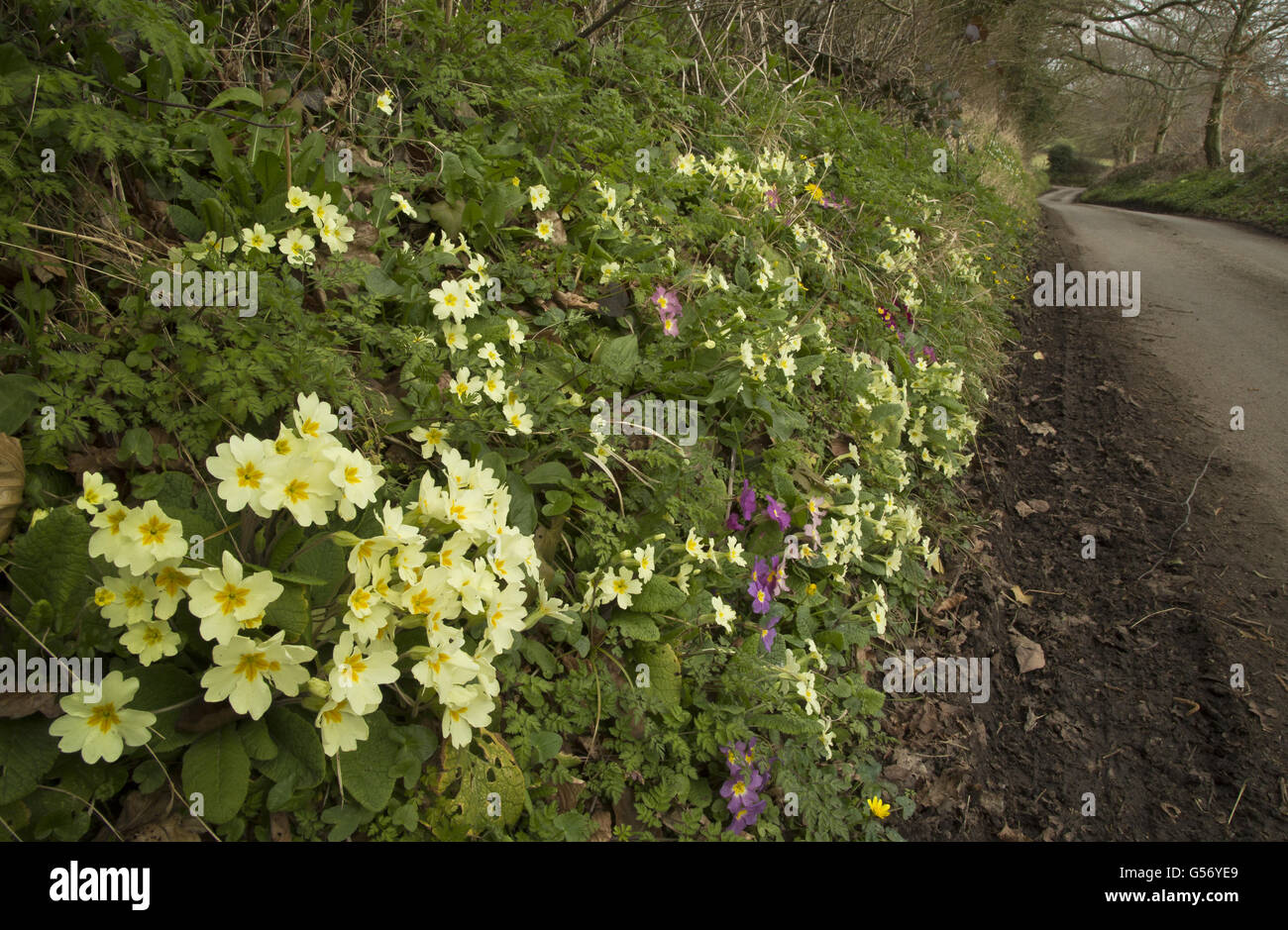 Primula comune (Primula vulgaris) fioritura, crescente con ibridi coltivati su strada orlo, vicino Silton, Dorset, Inghilterra, Marzo Foto Stock