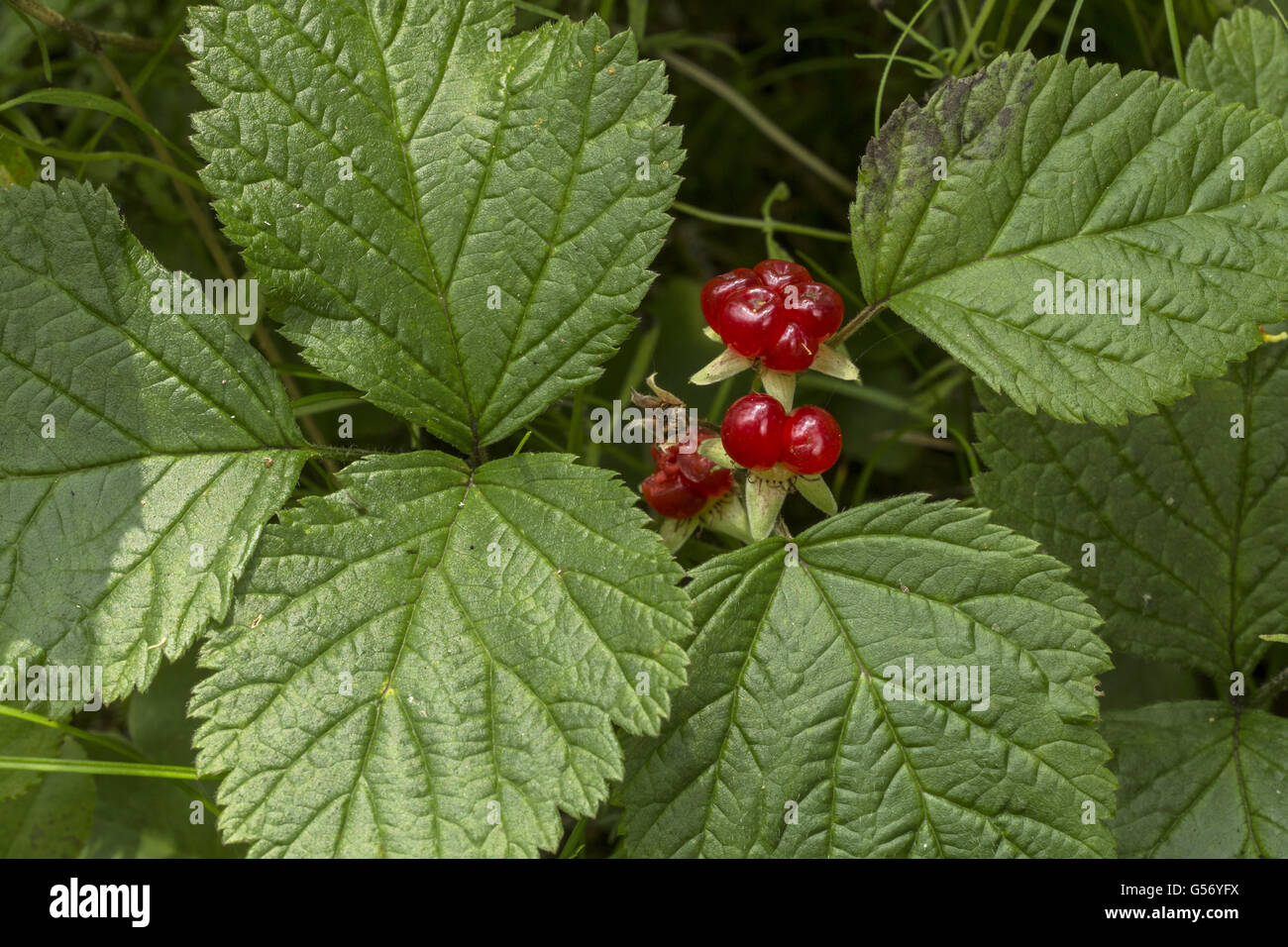 Stone Bramble (Rubus saxatilis) close-up di foglie e frutti, Alpi Italiane, Italia, Luglio Foto Stock
