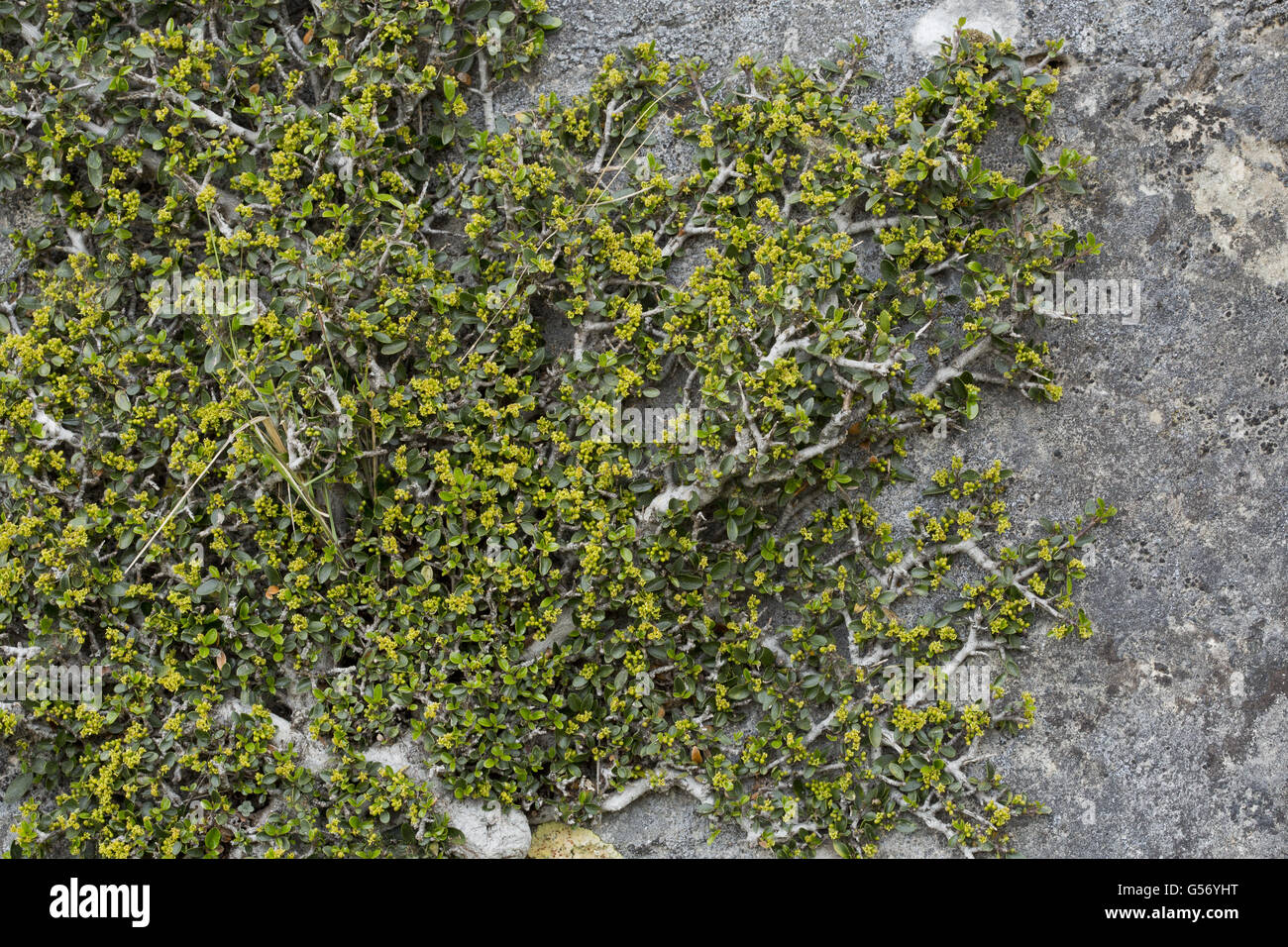 Mediterraneo (Frangola Rhamnus alaternus myrtifolius) fioritura, crescente prostrato sulla scogliera, Sierra de las Nieves, provincia di Malaga, Andalusia, Spagna, Aprile Foto Stock
