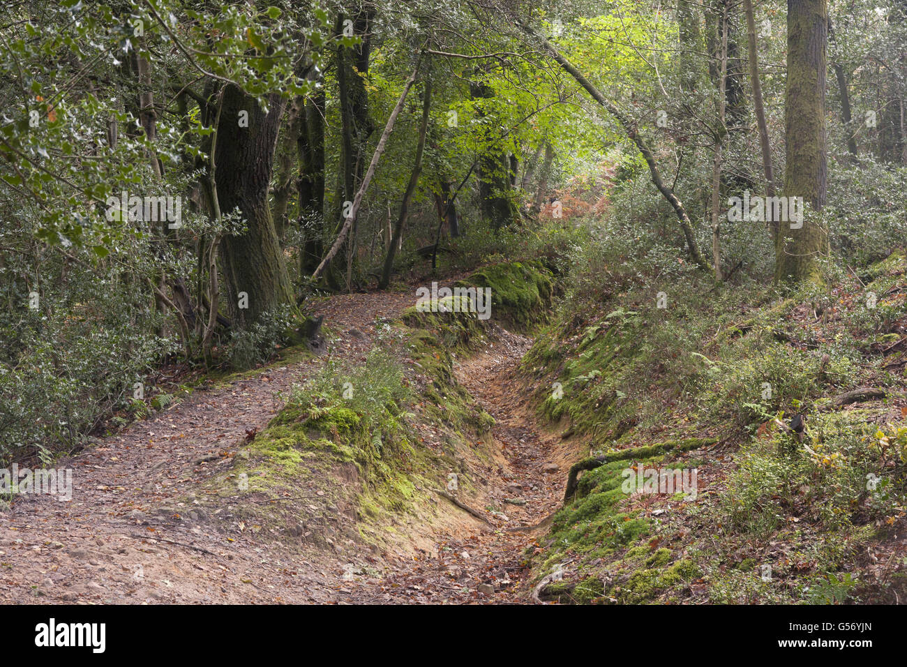 Sentiero in Misto bosco di latifoglie con antichi fossati, la molla più grande-indebolito valley in Gran Bretagna risalente al periodo Mesozoico, Devil's Punch Bowl, Hindhead, Surrey, Inghilterra, Ottobre Foto Stock