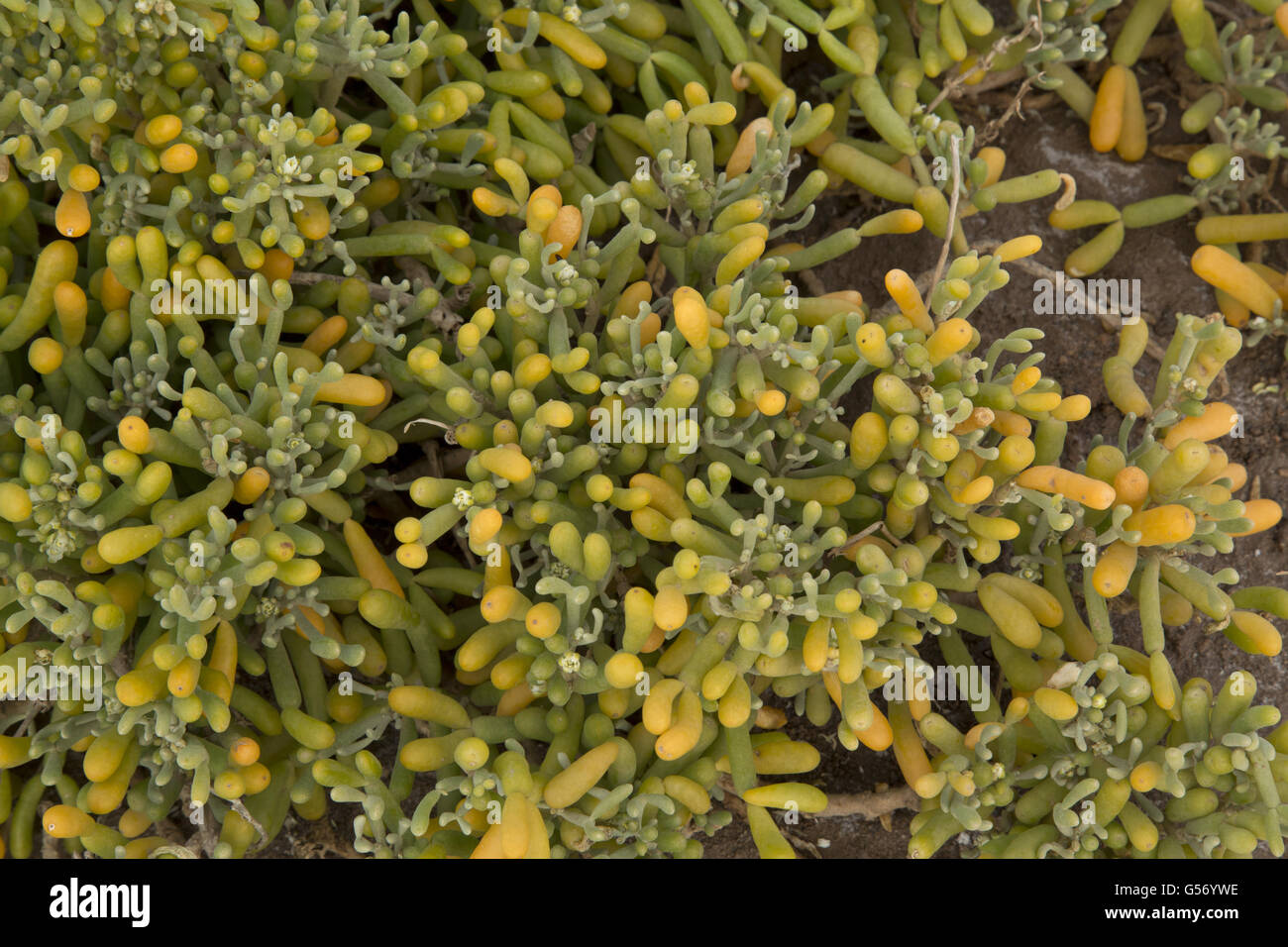 Tetraena (Tetraena fontanesii) crescere intorno al pool di salato, Lanzarote, Isole Canarie, Marzo Foto Stock