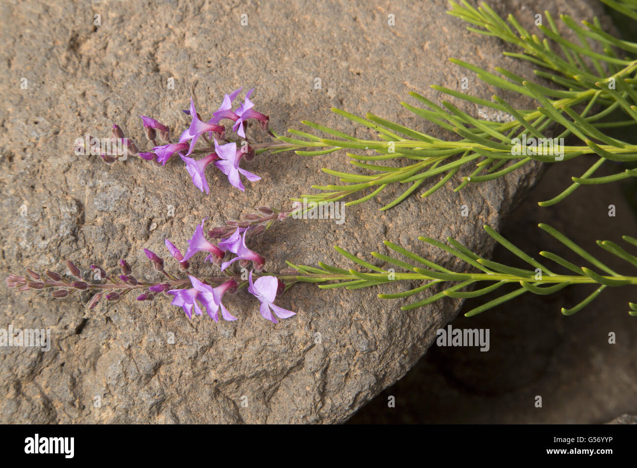 Romero Marino (Campylanthus salsoloides) fioritura, Lanzarote, Isole Canarie, Marzo Foto Stock