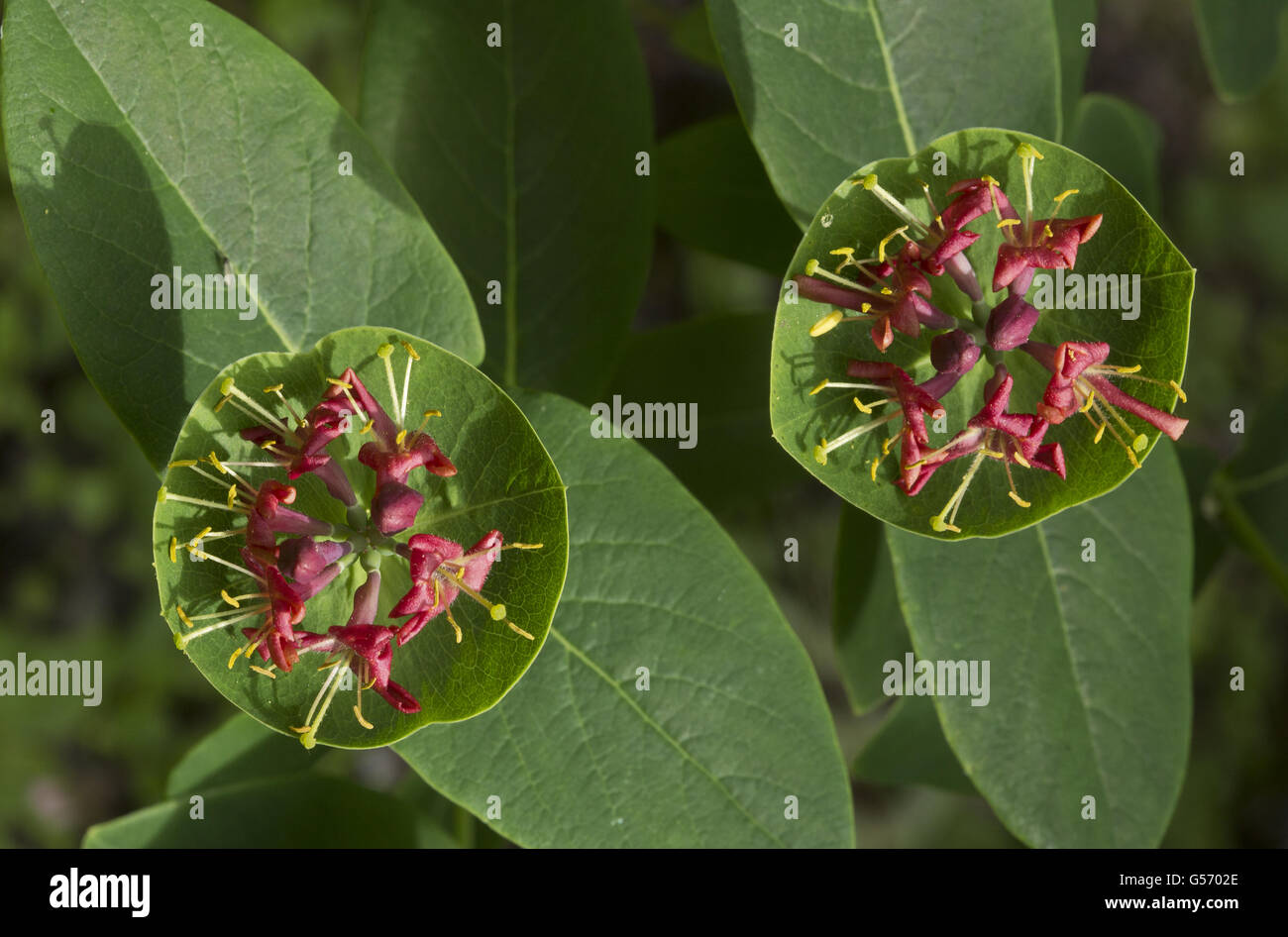 Agile Caprifoglio (Lonicera dioica) close-up di fiori, Bruce Peninsula, Ontario, Canada, giugno Foto Stock