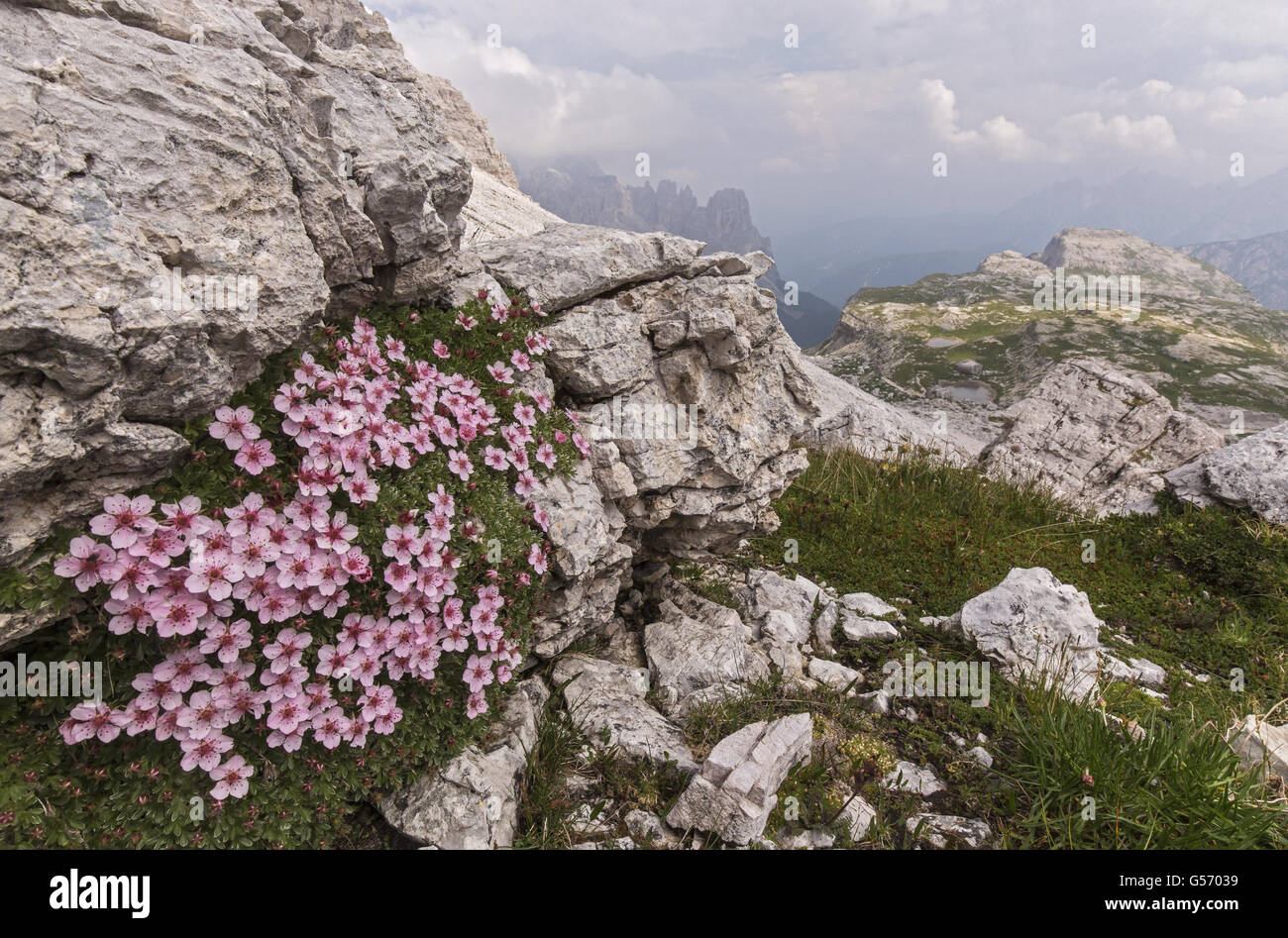 Shining Cinquefoil (Potentilla nitida) fioritura, crescono sulle rocce in habitat di montagna, Dolomiti, Alpi Italiane, Italia, Luglio Foto Stock