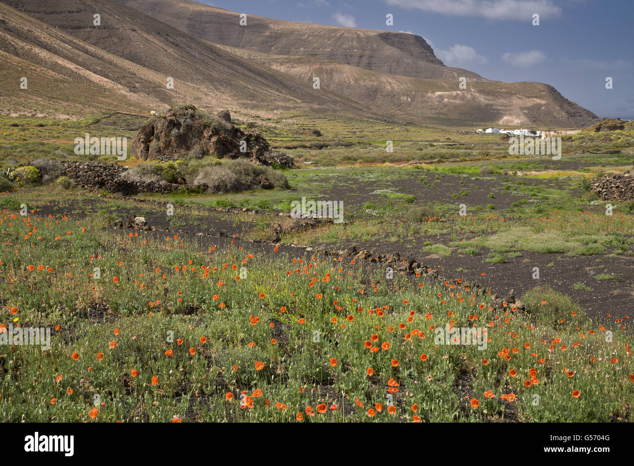 A lungo guidato Papavero (Papaver dubium) massa di fioritura, cresce in habitat, Lanzarote, Isole Canarie, Marzo Foto Stock