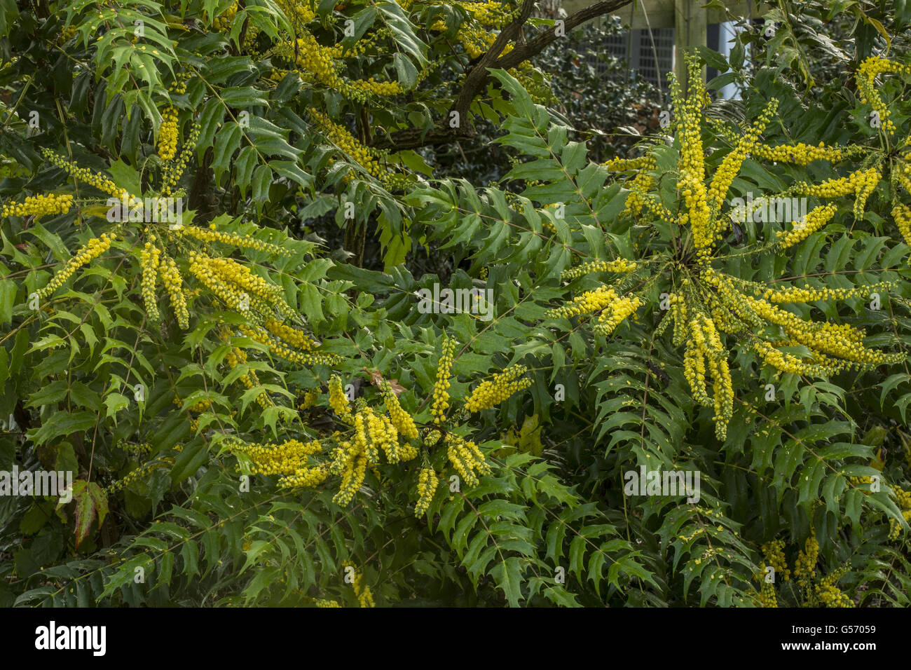 Giapponese (Mahonia Mahonia japonica) fioritura, Hampshire, Inghilterra, Novembre Foto Stock