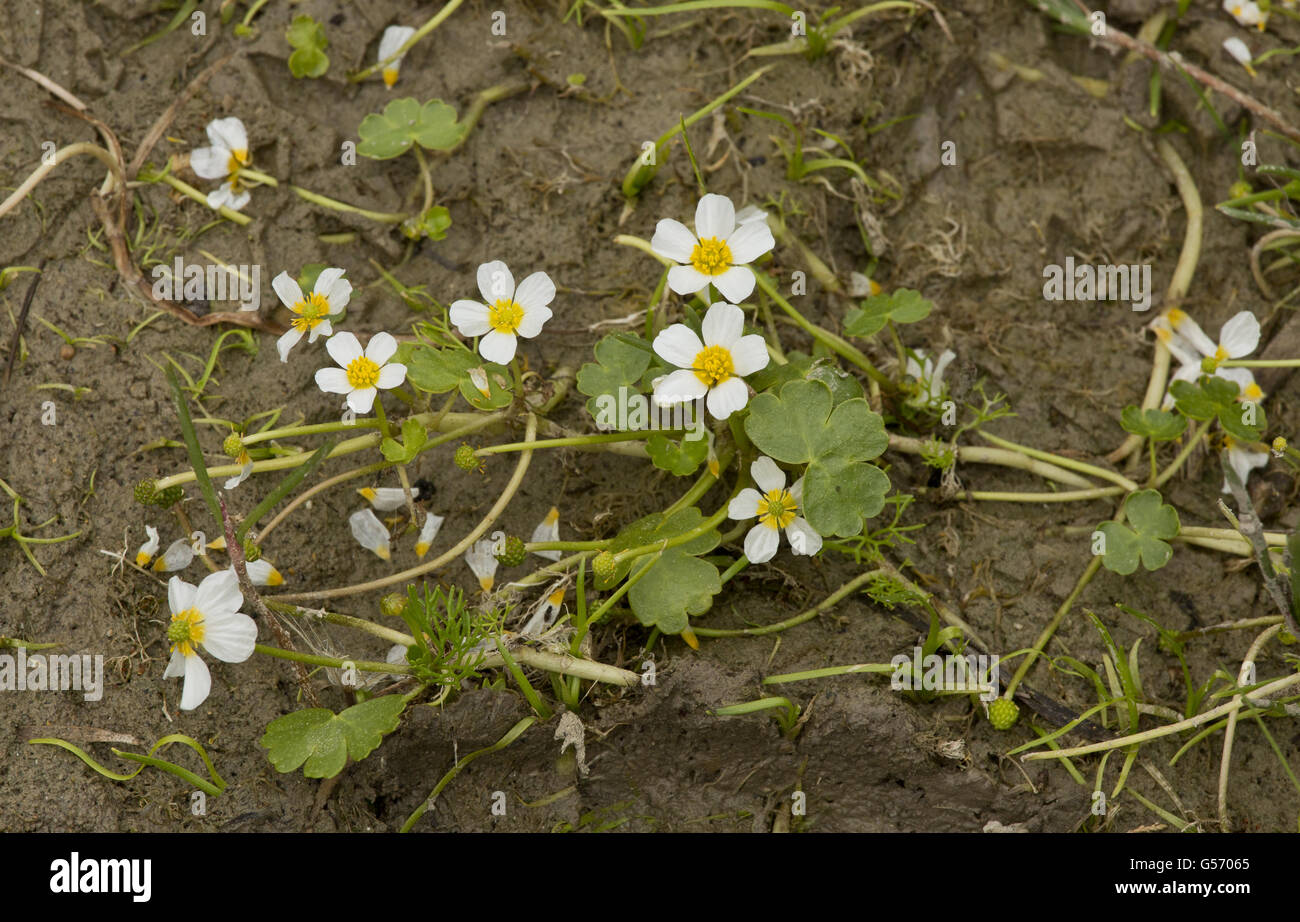 Laghetto (Crowfoot Ranunculus peltatus) fioritura, crescendo in laguna, Coto Donana N.P., Andalusia, Spagna, Aprile Foto Stock