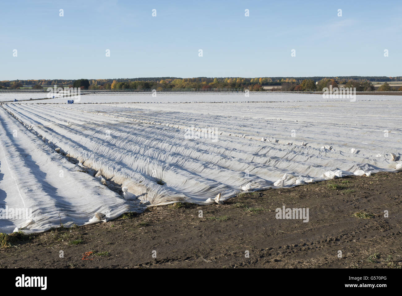 Fragola (Fragaria sp.) prodotto, campo con copertura protettiva, Svezia, Ottobre Foto Stock