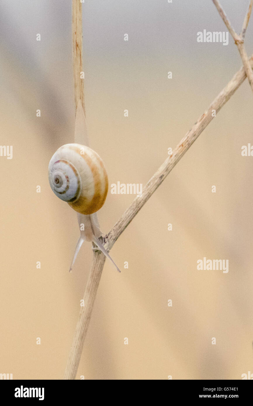 Una lumaca strisciando verso il basso un bastone su un albero morto. Foto Stock