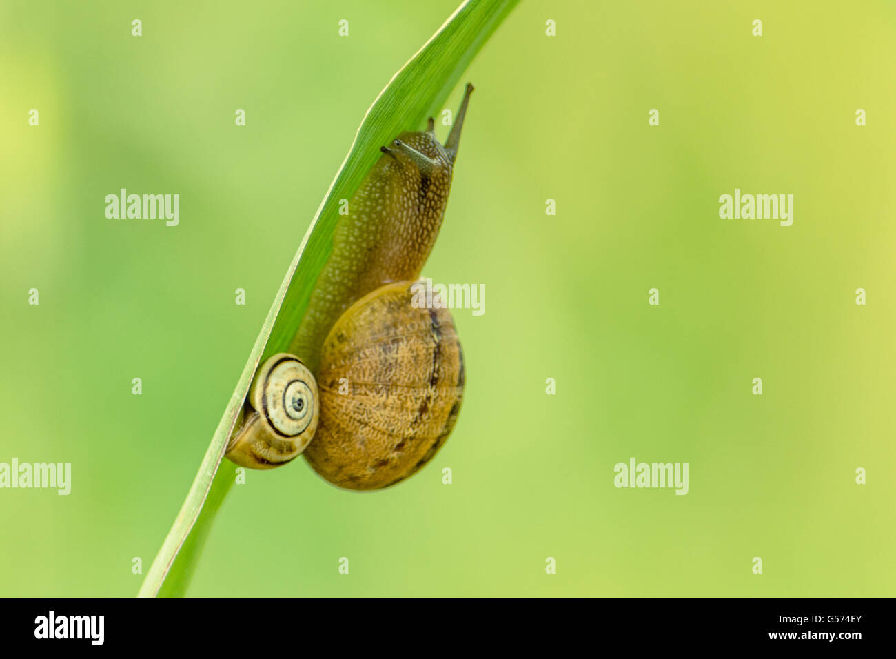 Due le lumache sul lato inferiore di una foglia. Foto Stock