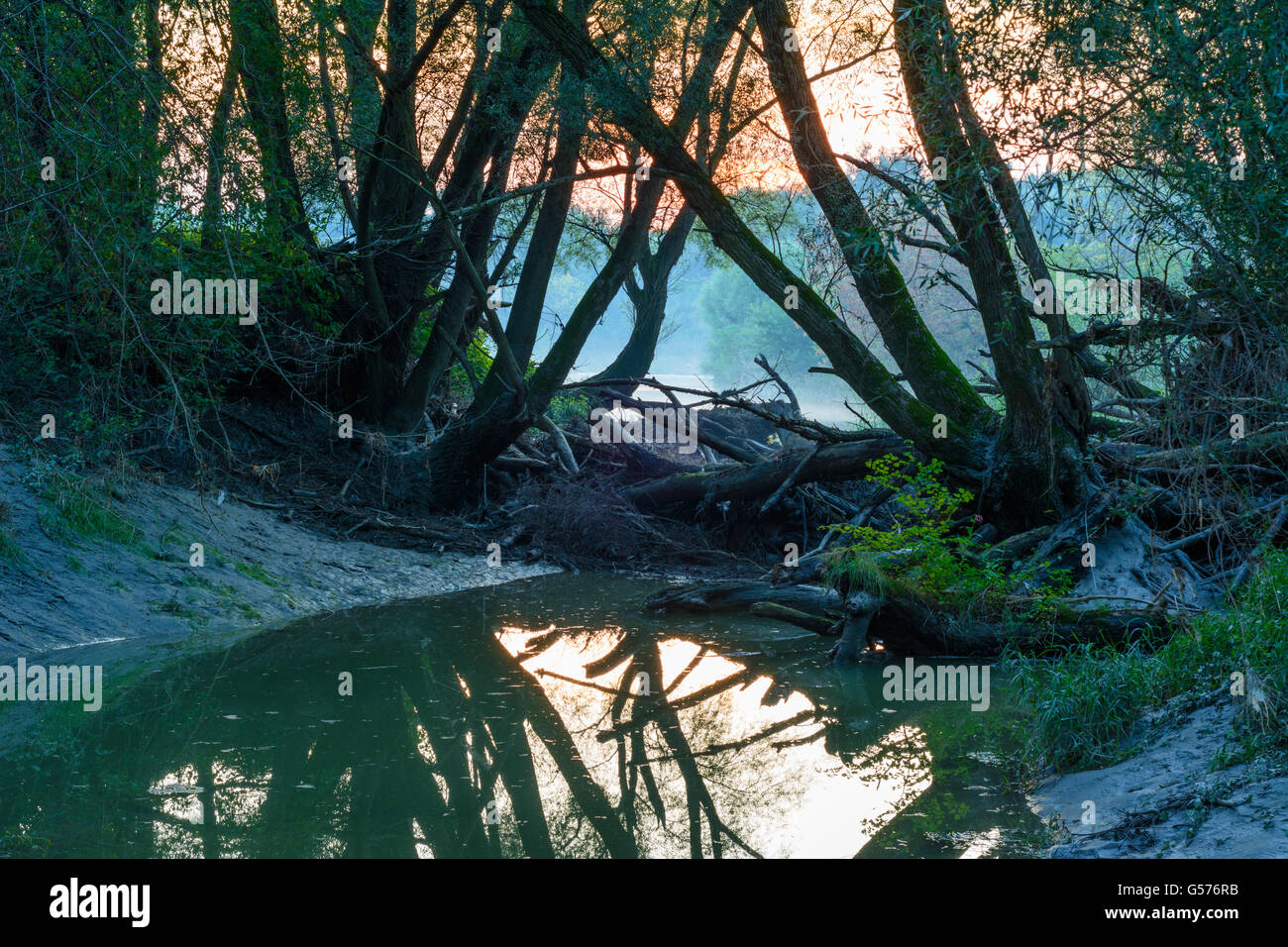 Lanca del Danubio al tramonto, Nationalpark Parco Nazionale Donauauen, Austria, Niederösterreich, Bassa Austria, Donau Foto Stock